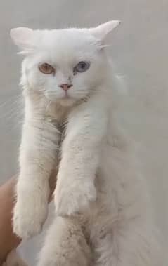 Persian cat (WhatsApp 03”25”109”47”01)