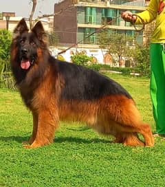 German Shepherd dog for sale call on 0313,4935016