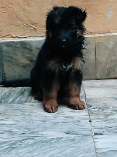 German shepherd puppies Female for sale