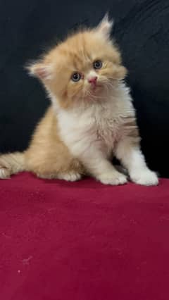 Persian kittens with breeder pair