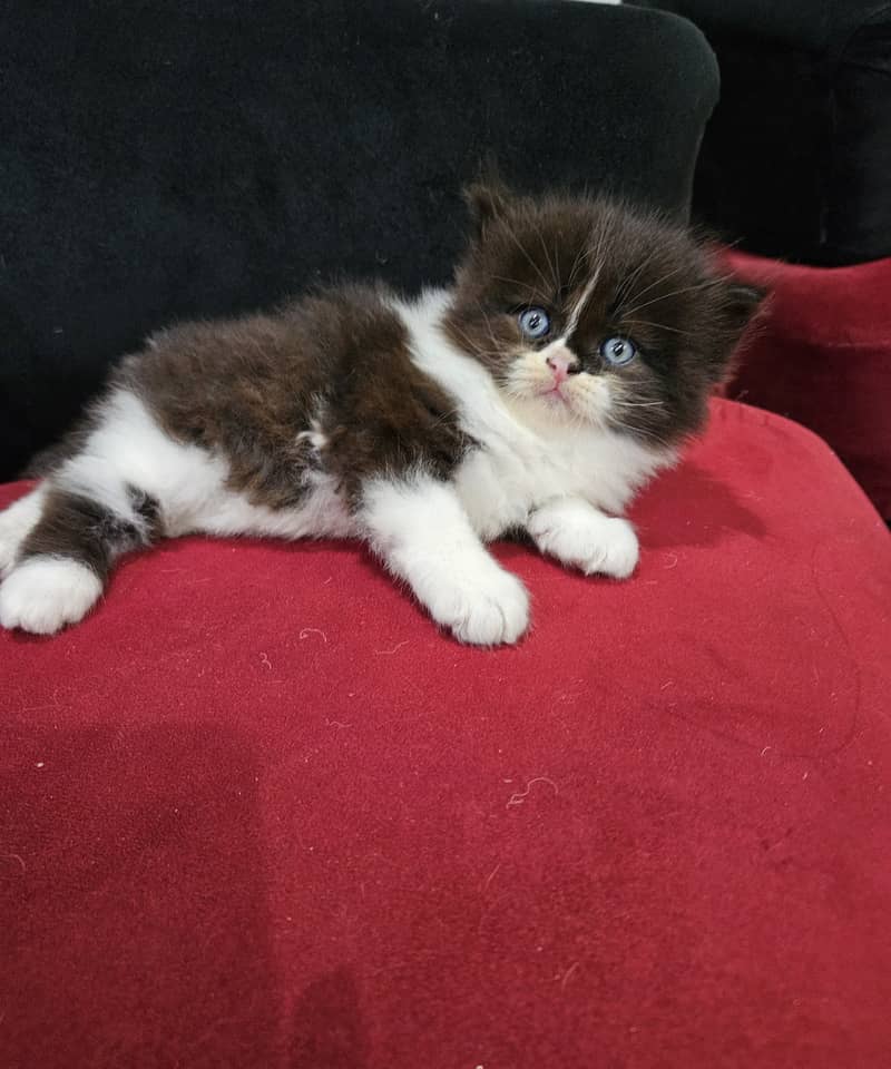 Persian kittens with breeder pair 1