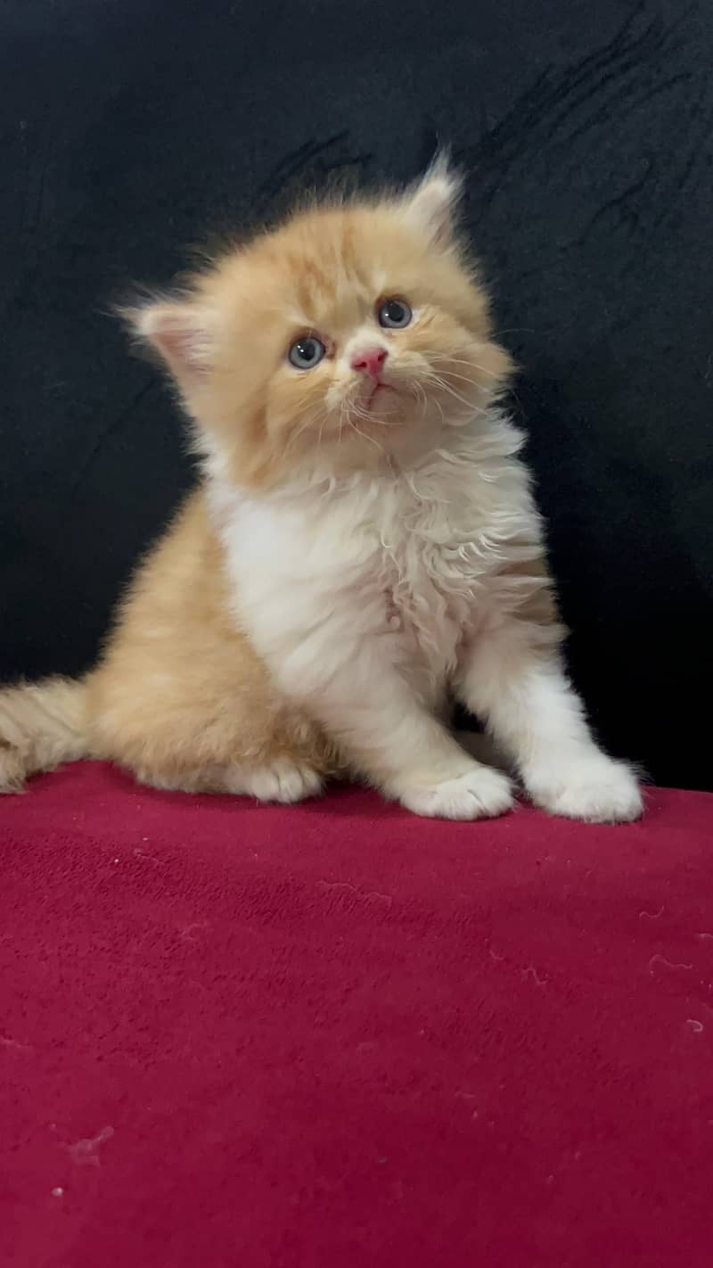 Persian kittens with breeder pair 2