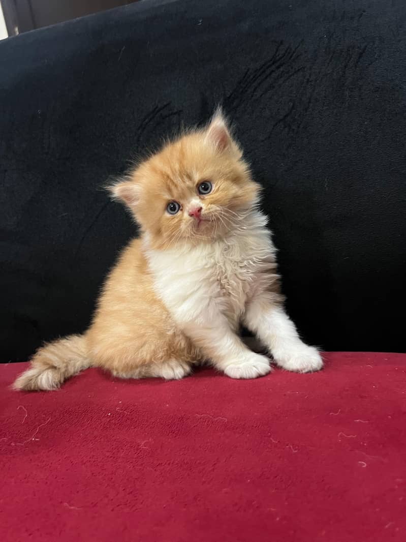 Persian kittens with breeder pair 3