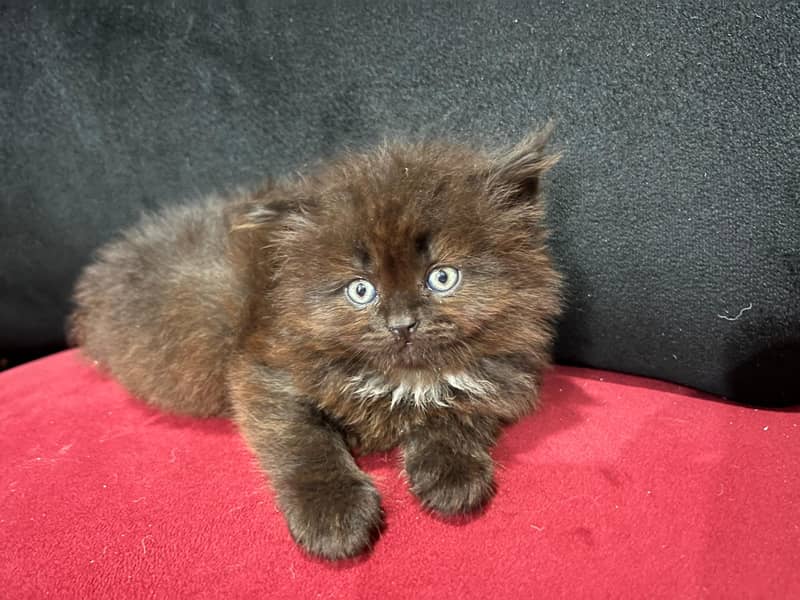 Persian kittens with breeder pair 5