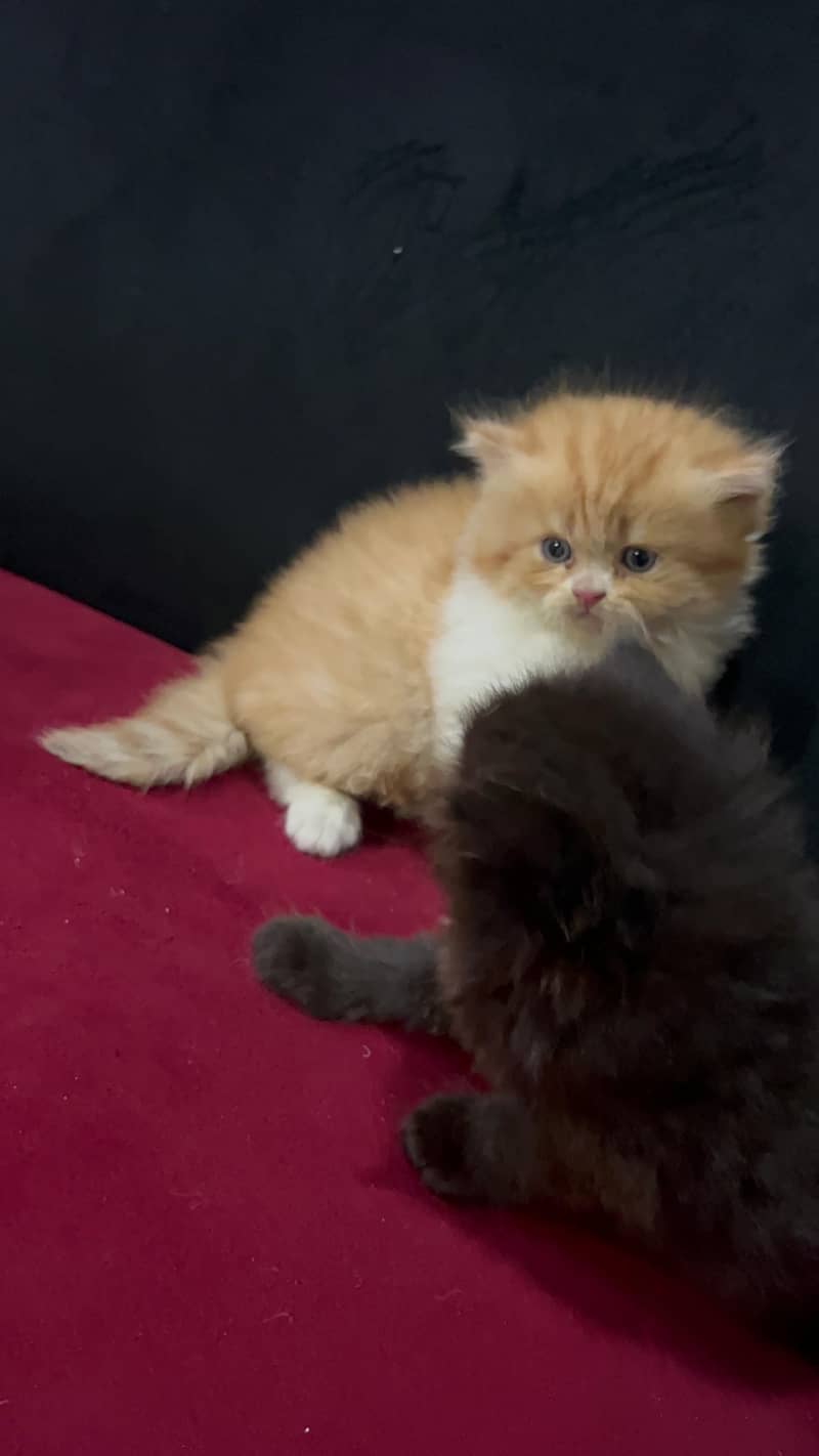 Persian kittens with breeder pair 6