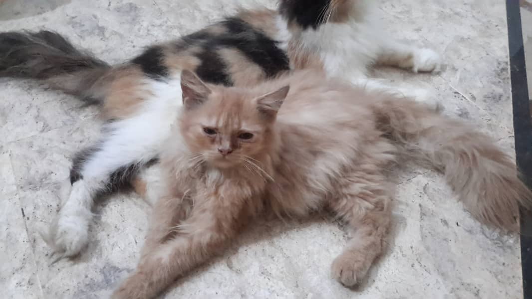 Persian kittens with breeder pair 7