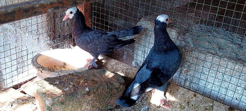 breeder Mukhee pigeon fr sale. 0