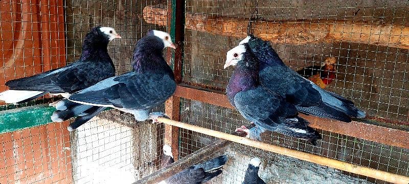 breeder Mukhee pigeon fr sale. 1