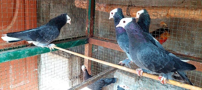 breeder Mukhee pigeon fr sale. 2