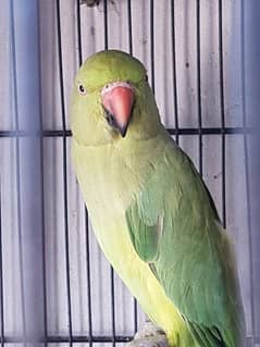 Adult Female Ringneck Breeder