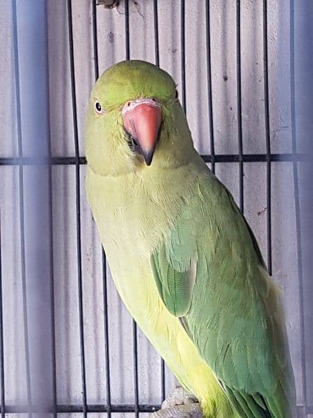 Adult Female Ringneck Breeder 0