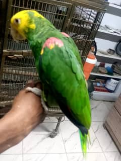 macaw