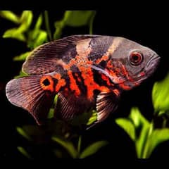 love parrot fish, fire Oscar and chiclids with different colors