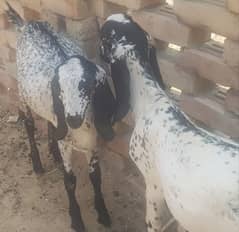 BAKRA