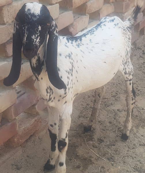 BAKRA GONA BAKRAA 1