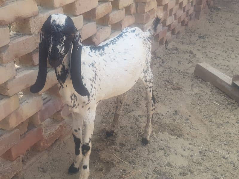 BAKRA GONA BAKRAA 2