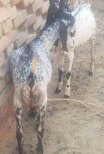 BAKRA GONA BAKRAA 5