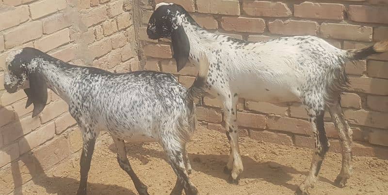 BAKRA GONA BAKRAA 9