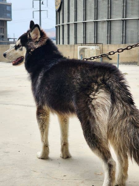 Affectionate and WellBehaved Siberian Husky, Looking for Forever Home! 1