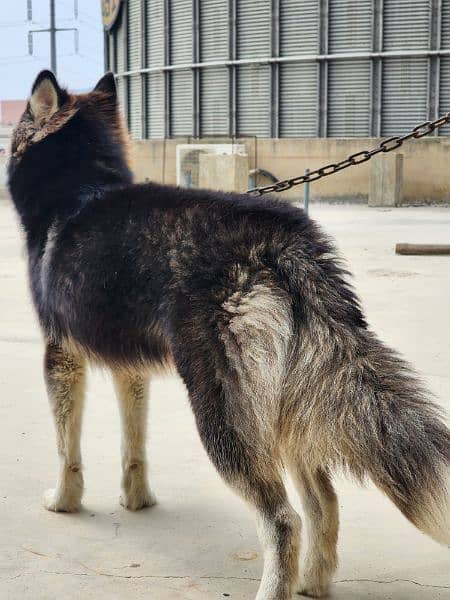 Affectionate and WellBehaved Siberian Husky, Looking for Forever Home! 2