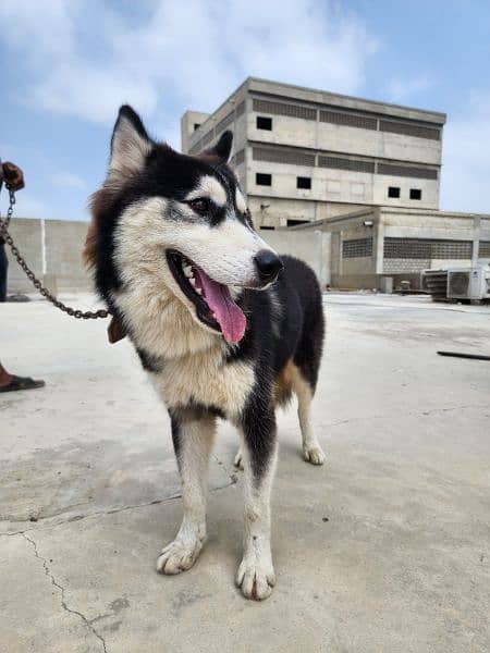 Affectionate and WellBehaved Siberian Husky, Looking for Forever Home! 3