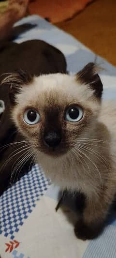 Siamese kitten