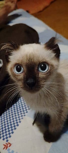 Siamese kitten 0