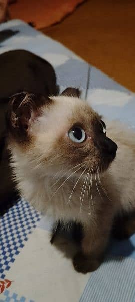 Siamese kitten 1