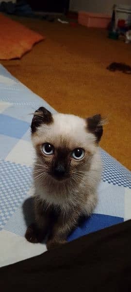 Siamese kitten 2