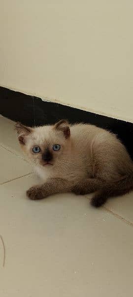 Siamese kitten 3