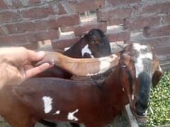 Amratsari Beetal Goat /Goat / Bakri / بکری / Goats / Pure Beetal /