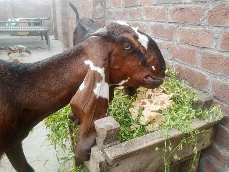 Amratsari Beetal Goat /Goat / Bakri / بکری / Goats / Pure Beetal / 1