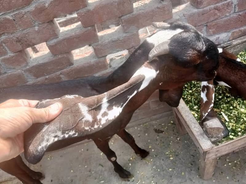 Amratsari Beetal Goat /Goat / Bakri / بکری / Goats / Pure Beetal / 3