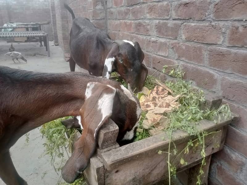 Amratsari Beetal Goat /Goat / Bakri / بکری / Goats / Pure Beetal / 4