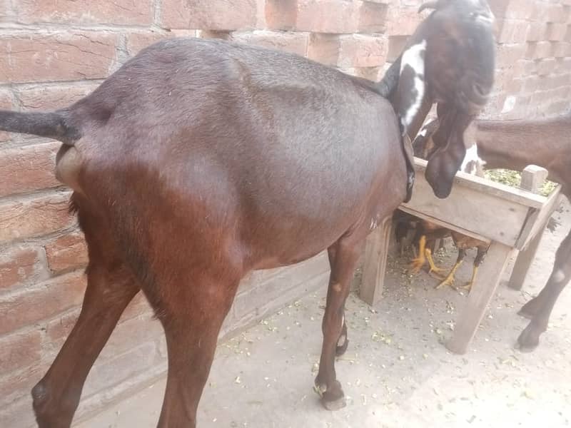 Amratsari Beetal Goat /Goat / Bakri / بکری / Goats / Pure Beetal / 5