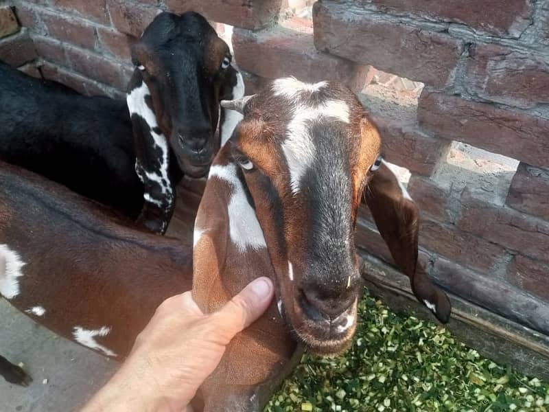 Amratsari Beetal Goat /Goat / Bakri / بکری / Goats / Pure Beetal / 6