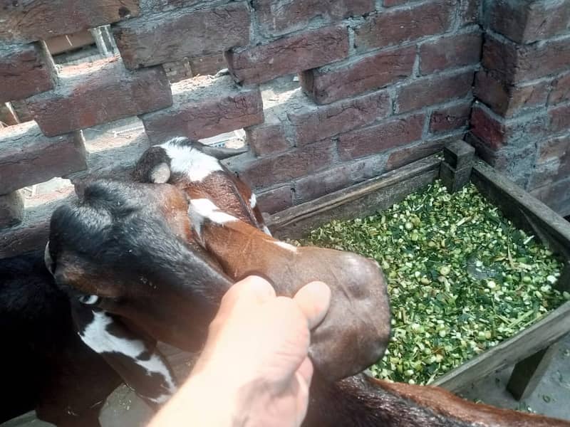 Amratsari Beetal Goat /Goat / Bakri / بکری / Goats / Pure Beetal / 7