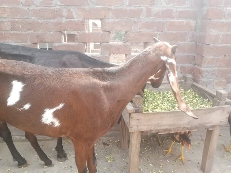 Amratsari Beetal Goat /Goat / Bakri / بکری / Goats / Pure Beetal / 8