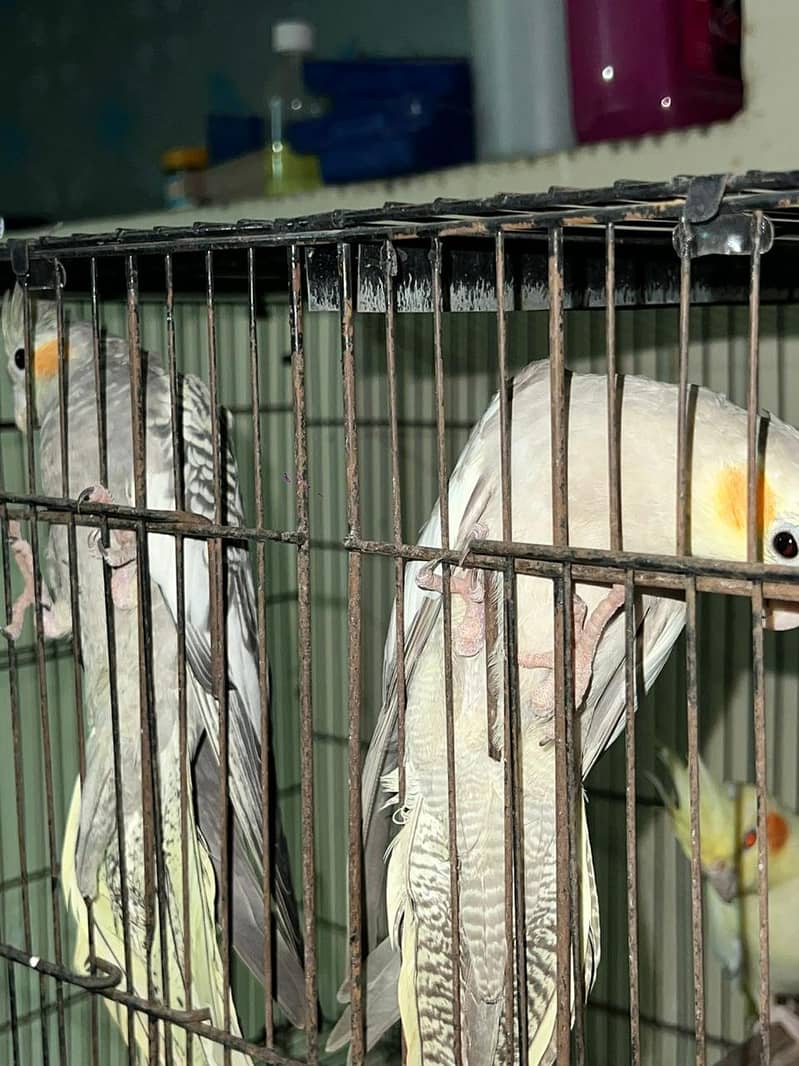 cockatiel 1