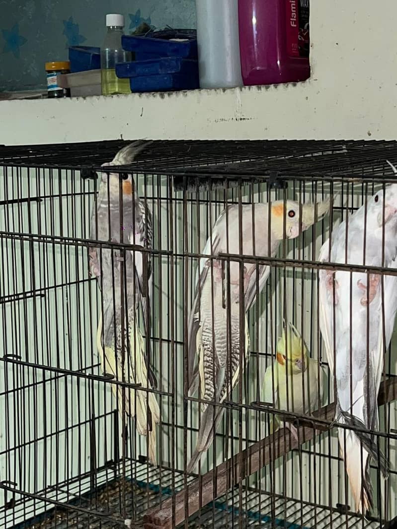 cockatiel 2