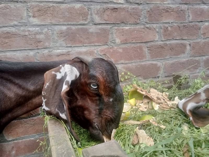 Amratsari Beetal Goat /Goat / Bakri / بکری / Goats / Pure Beetal / 2