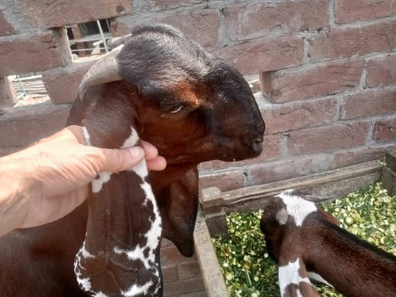 Amratsari Beetal Goat /Goat / Bakri / بکری / Goats / Pure Beetal / 3