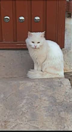 Persian cat