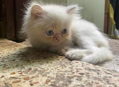 white persian cat with blue eyes