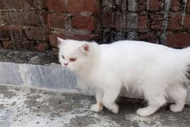 White Persian cat for sale