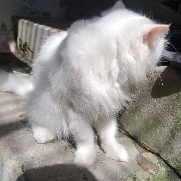 White Persian cat for sale 2