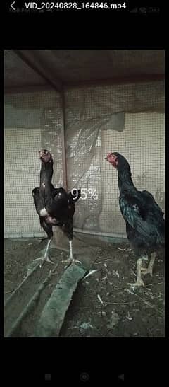 black Shamo hen