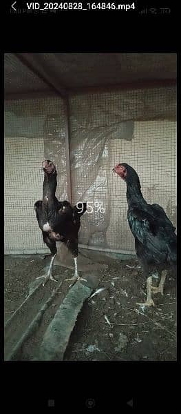 black Shamo hen 0