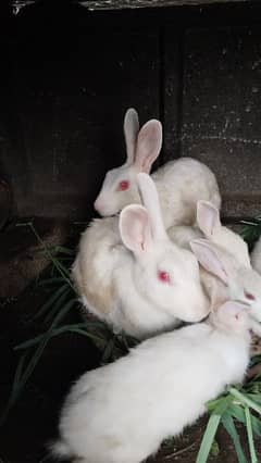 male female mix rabbit white red eyes