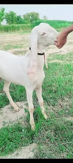 Rajanpuri pair / Rajanpuri Goat / Bakry / بکرے / White Goats